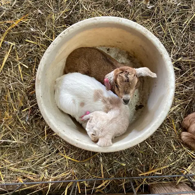 FREE BABY GOATS 1ST COME 1ST SERVE!