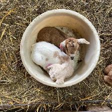 FREE BABY GOATS 1ST COME 1ST SERVE!