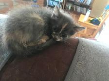 Affordable Grey male kitten in Ste Anne MB