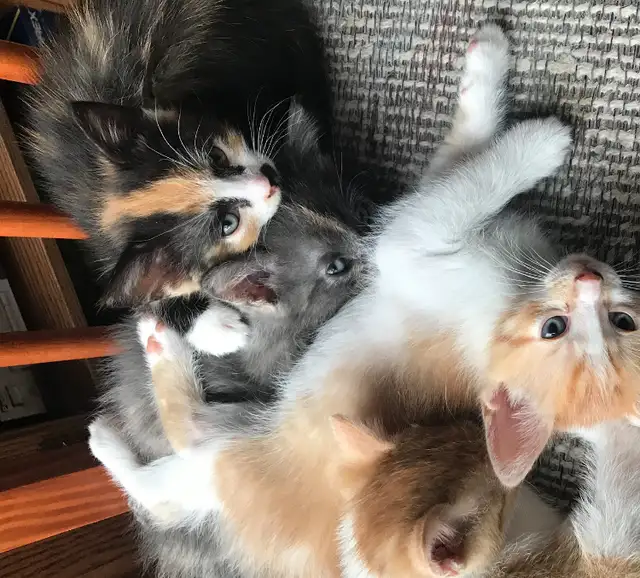 Affordable Grey male kitten in Ste Anne MB - Photo 2