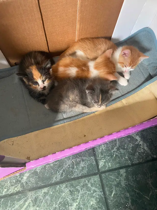 Affordable Grey male kitten in Ste Anne MB - Photo 4