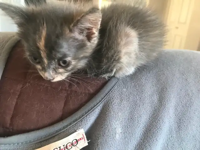 Affordable Grey male kitten in Ste Anne MB - Photo 5