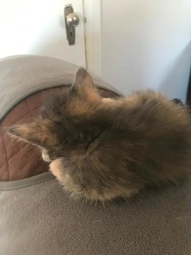 Affordable Grey male kitten in Ste Anne MB - Photo 6