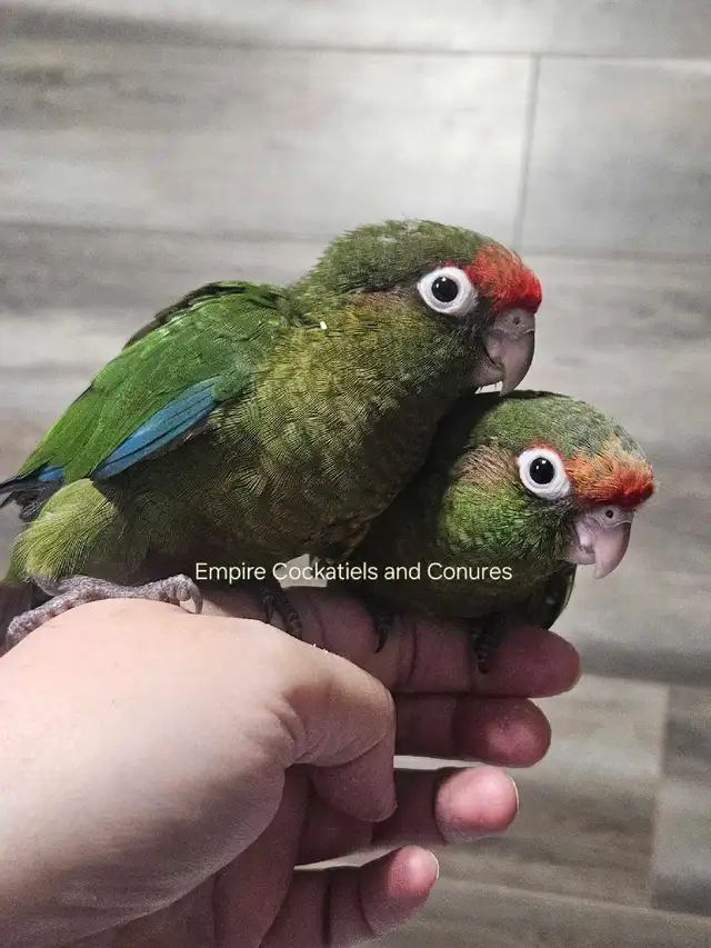 8 week old Rose Crown Conure Babies