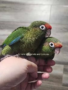 8 week old Rose Crown Conure Babies