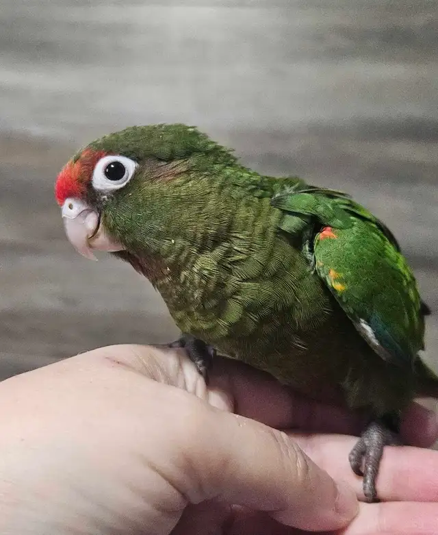 8 week old Rose Crown Conure Babies - Photo 2