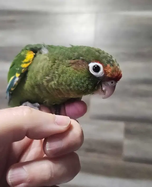8 week old Rose Crown Conure Babies - Photo 3