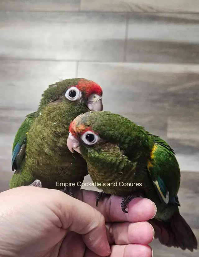 8 week old Rose Crown Conure Babies - Photo 4