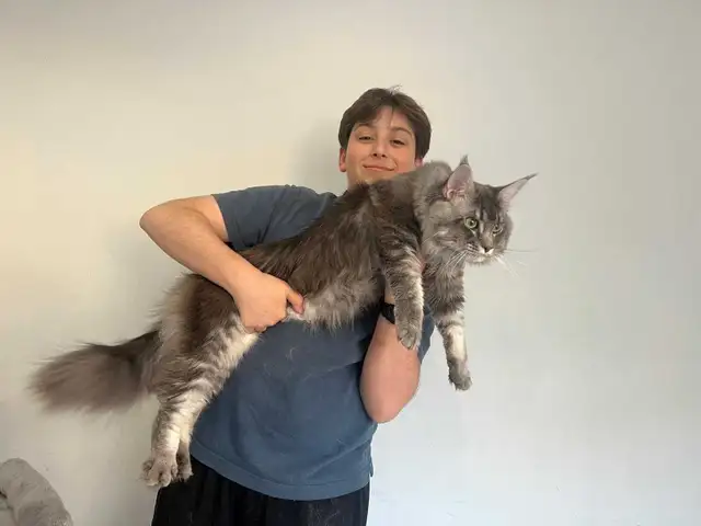 Meet Your Future Gentle Giant – Purebred Maine Coon Kittens - Photo 2