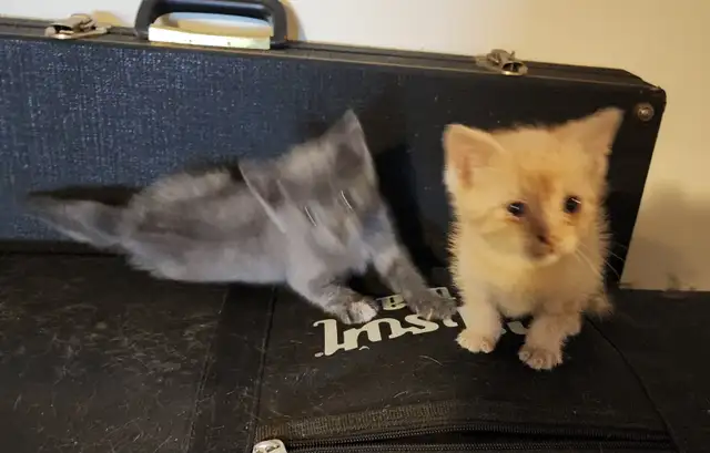 Two beautiful friendly Valentines kittens, grey one is gone now