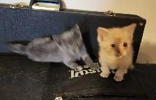 Two beautiful friendly Valentines kittens, grey one is gone now