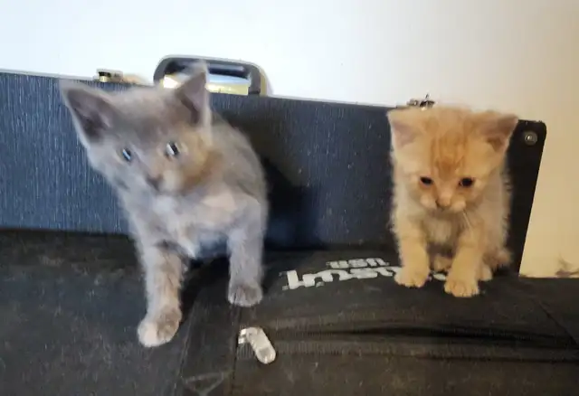 Two beautiful friendly Valentines kittens, grey one is gone now - Photo 2