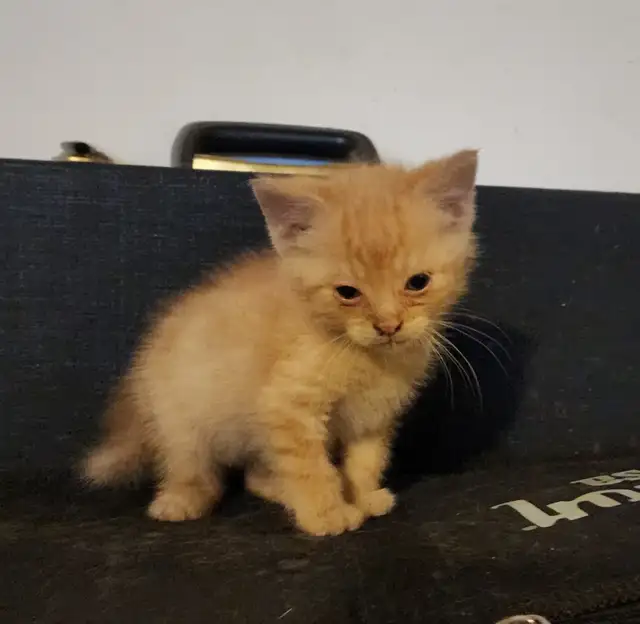 Two beautiful friendly Valentines kittens, grey one is gone now - Photo 3
