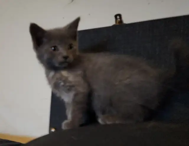 Two beautiful friendly Valentines kittens, grey one is gone now - Photo 4