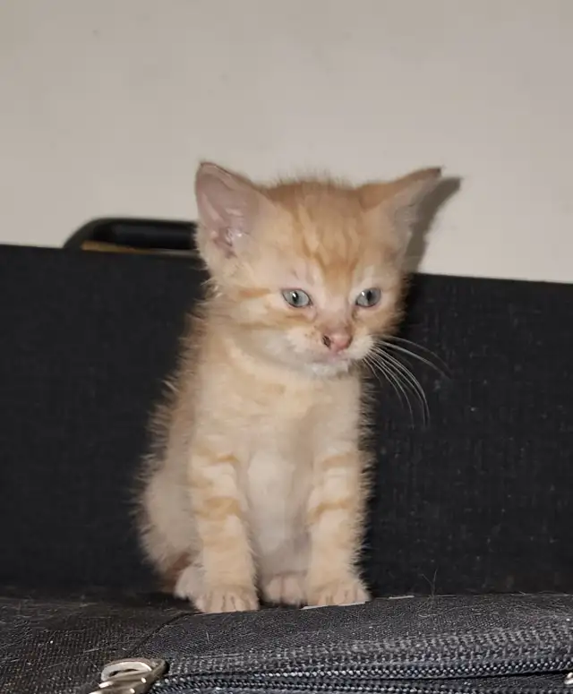 Two beautiful friendly Valentines kittens, grey one is gone now - Photo 5