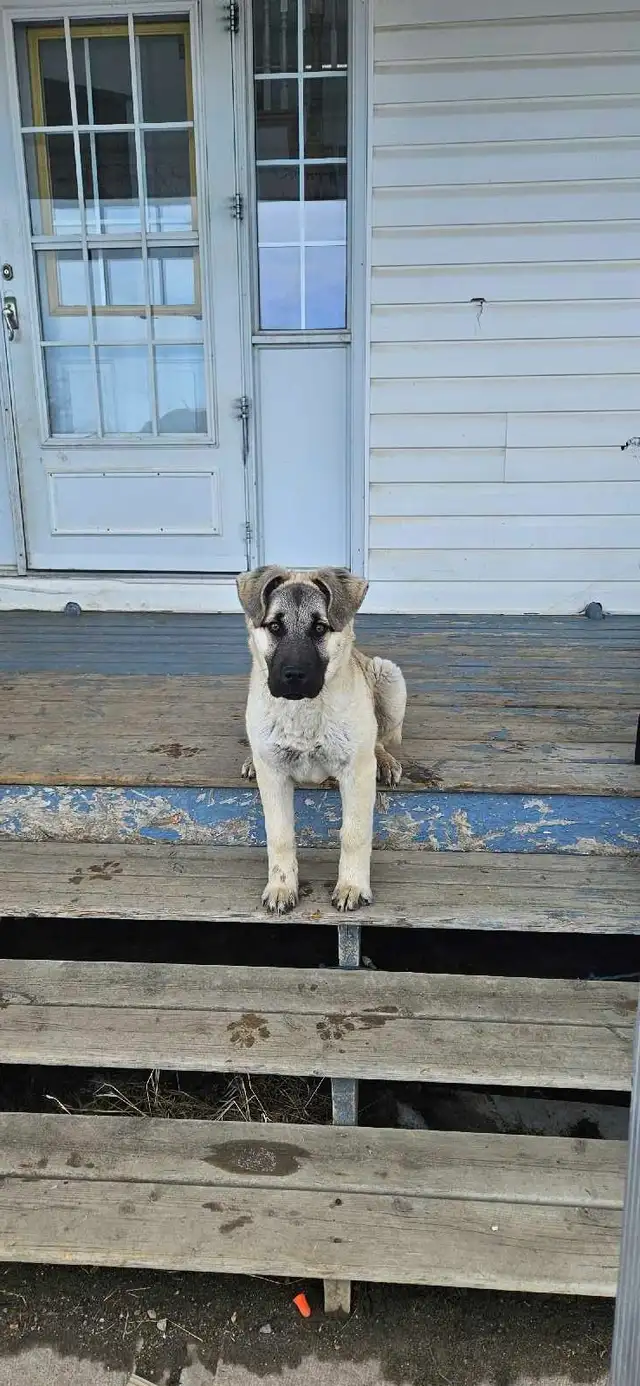 Female Kangal Puppy FRIENDLY