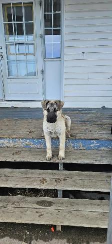 Female Kangal Puppy FRIENDLY