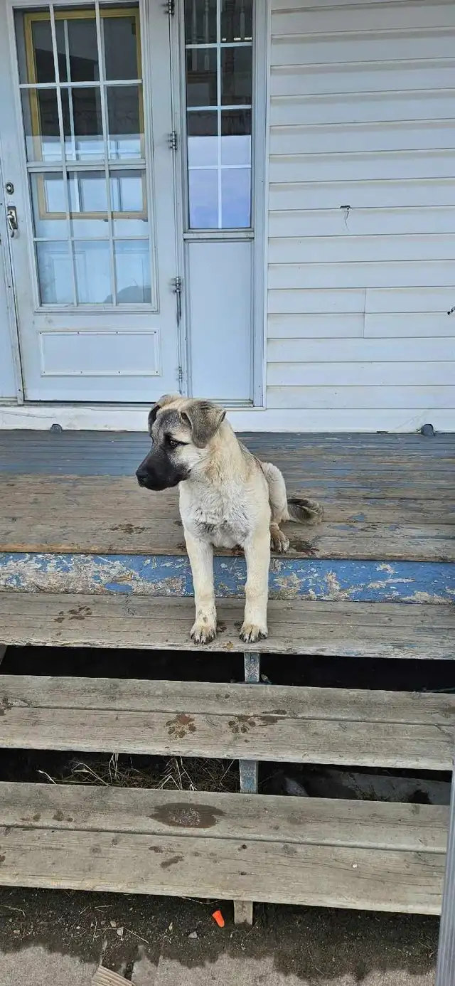 Female Kangal Puppy FRIENDLY - Photo 2