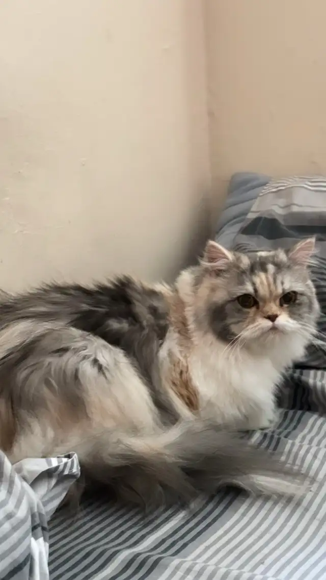 Pure Persian calico cat for rehoming