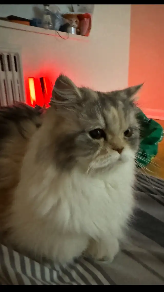 Pure Persian calico cat for rehoming - Photo 2