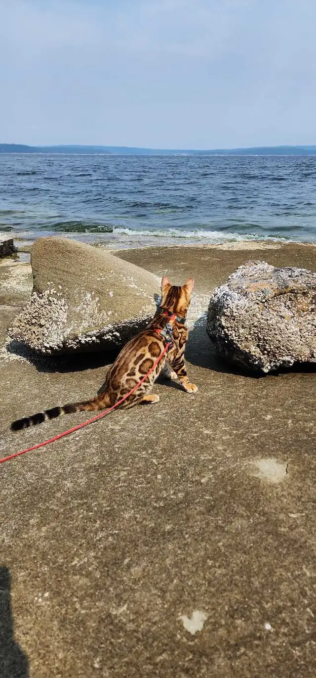 Bengal Kittens (Rosettes on Gold) TICA registration