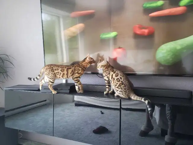 Bengal Kittens (Rosettes on Gold) TICA registration - Photo 2