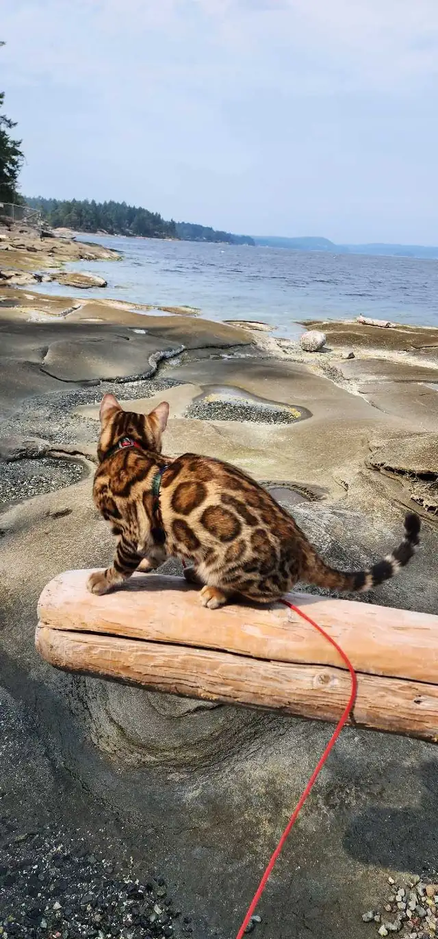 Bengal Kittens (Rosettes on Gold) TICA registration - Photo 3