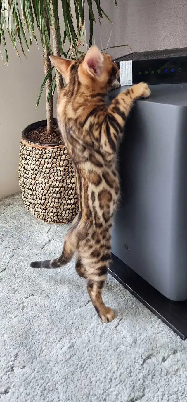 Bengal Kittens (Rosettes on Gold) TICA registration - Photo 5