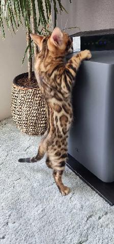 Bengal Kittens (Rosettes on Gold) TICA registration - Photo 5