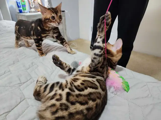 Bengal Kittens (Rosettes on Gold) TICA registration - Photo 6