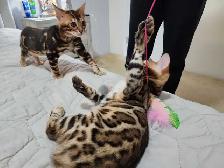 Bengal Kittens (Rosettes on Gold) TICA registration - Photo 6