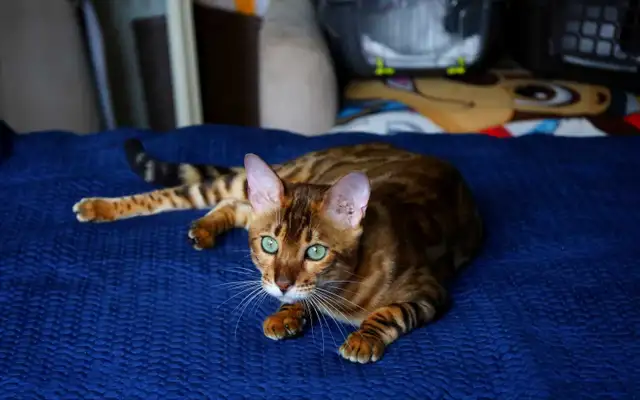 Bengal Kittens (Rosettes on Gold) TICA registration - Photo 7