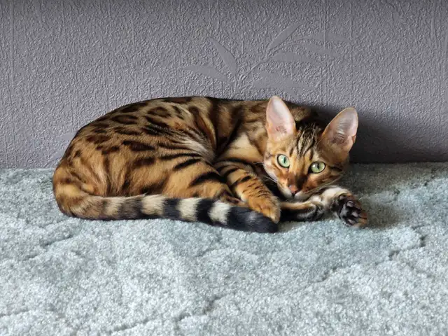 Bengal Kittens (Rosettes on Gold) TICA registration - Photo 9