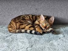 Bengal Kittens (Rosettes on Gold) TICA registration - Photo 9
