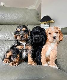 chiots cocker épagneuls / cocker spaniel puppies