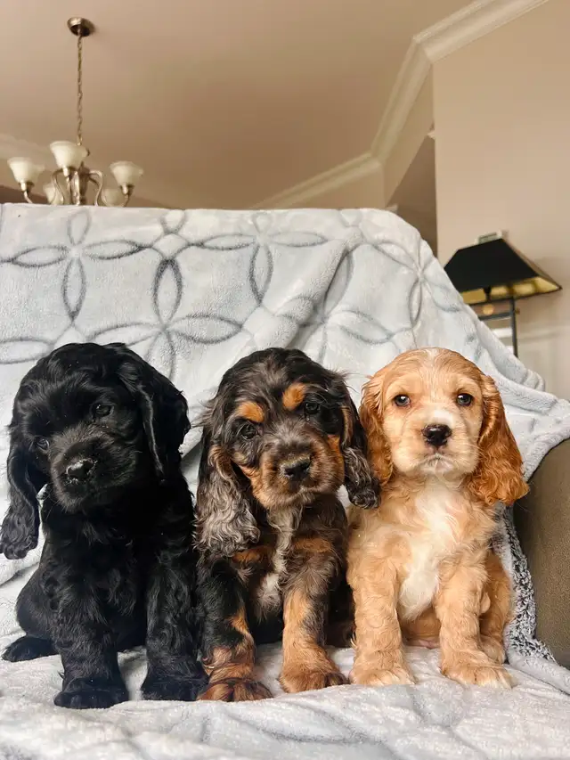 chiots cocker épagneuls / cocker spaniel puppies - Photo 2