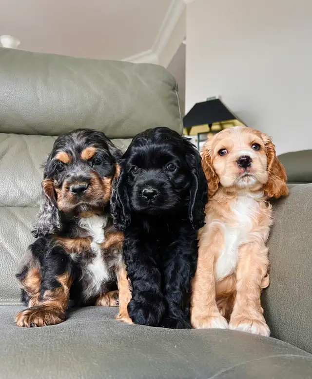 chiots cocker épagneuls / cocker spaniel puppies - Photo 3