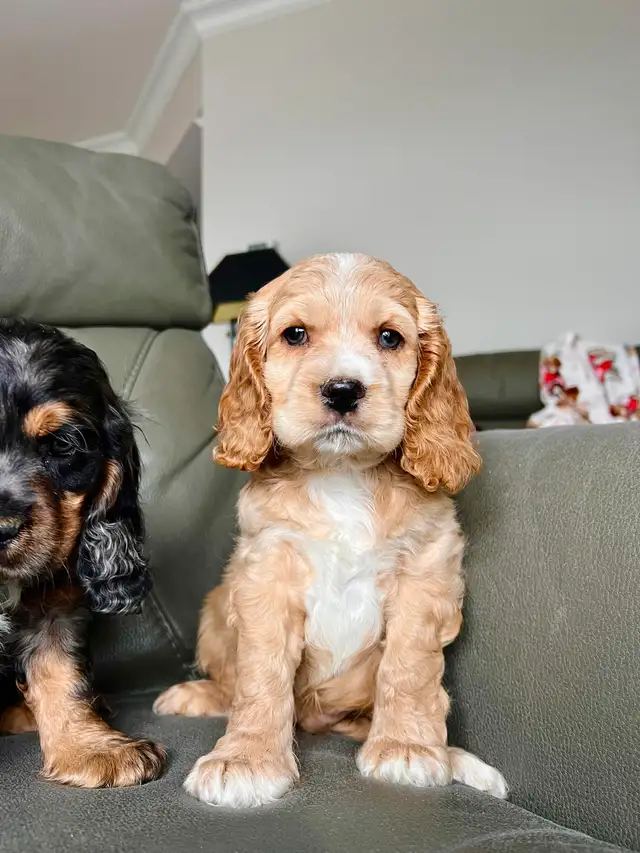 chiots cocker épagneuls / cocker spaniel puppies - Photo 4