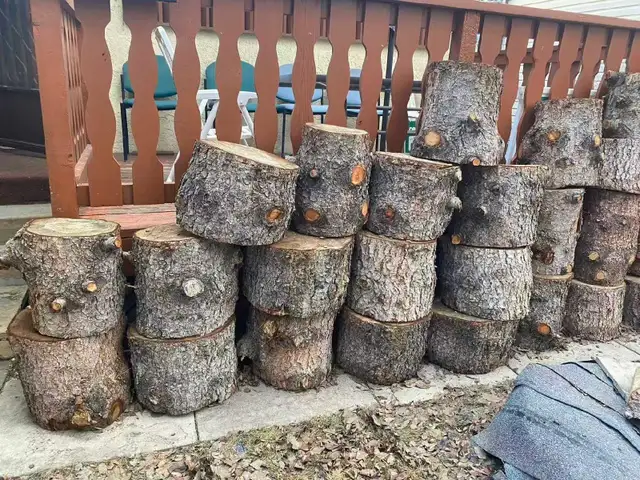 Pine tree wood stamp - Photo 2