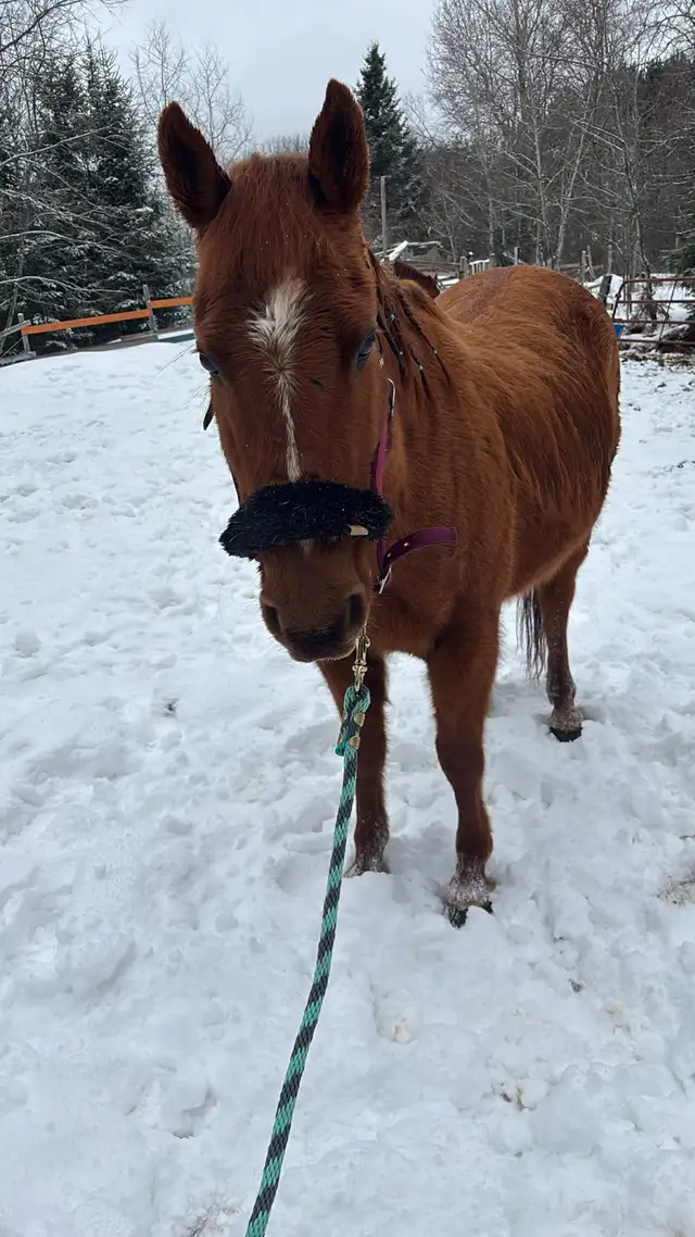 horse for sale - Photo 2