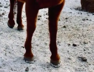 horse for sale - Photo 3