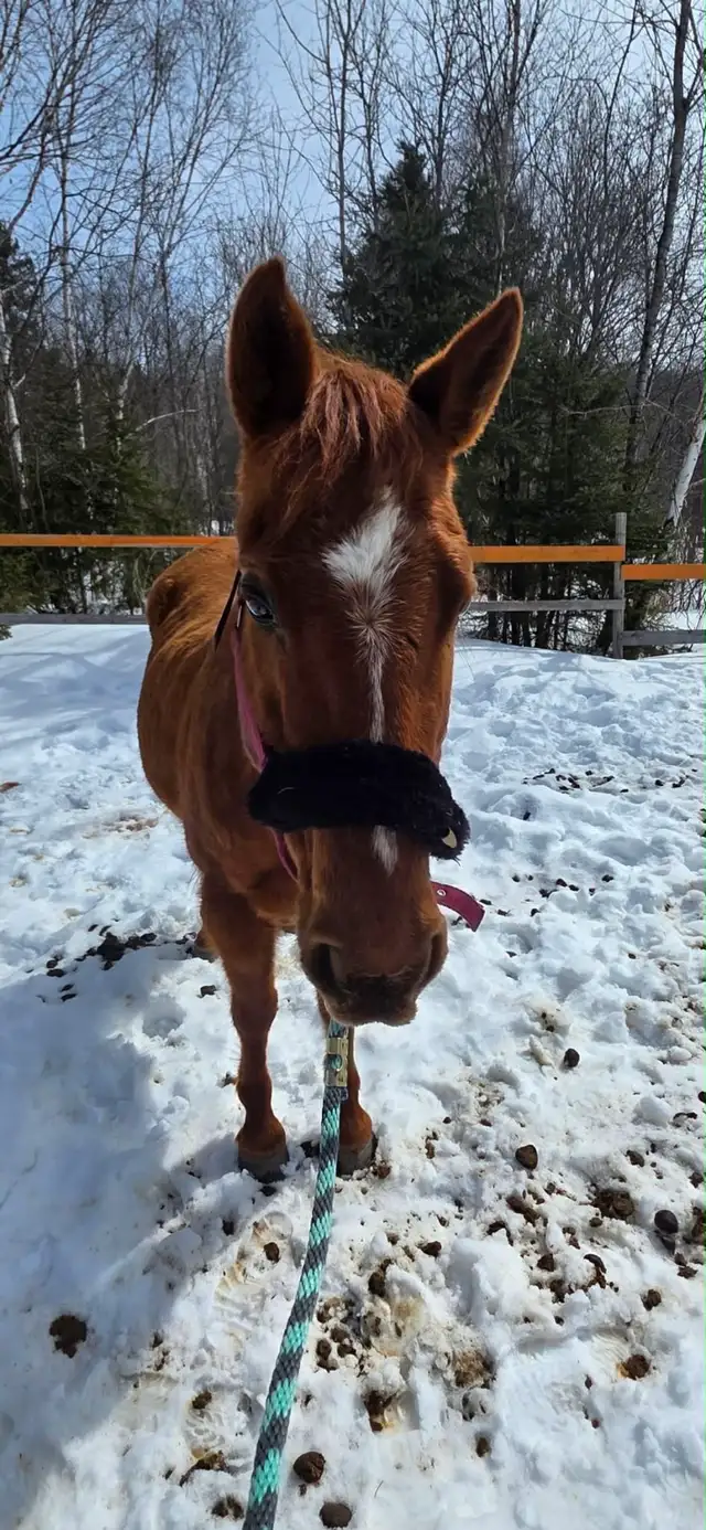 horse for sale - Photo 4