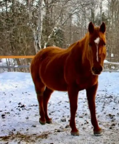 horse for sale - Photo 5