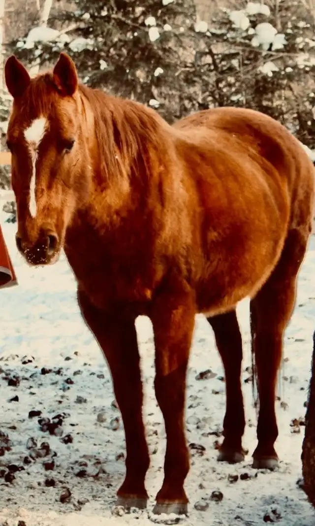 horse for sale - Photo 6