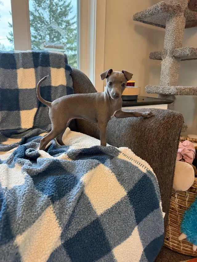Italian Greyhound Puppy (Female)