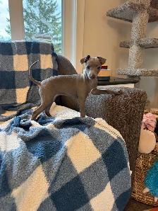 Italian Greyhound Puppy (Female)
