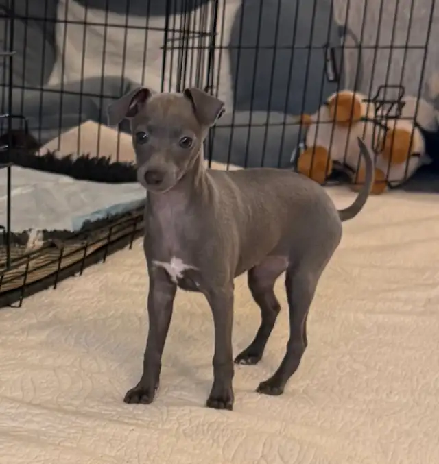 Italian Greyhound Puppy (Female) - Photo 2