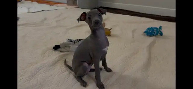 Italian Greyhound Puppy (Female) - Photo 4