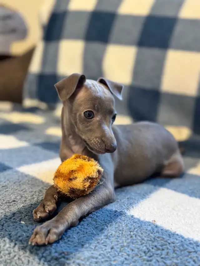 Italian Greyhound Puppy (Female) - Photo 5