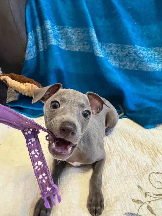 Italian Greyhound Puppy (Female) - Photo 6